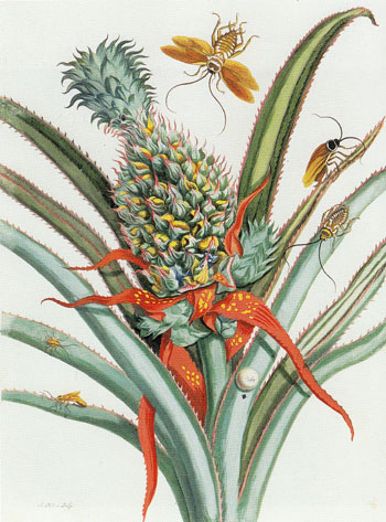 Plates 18 Spiders Ants and Hummingbirds and 9 Pineapple from Dissertation in Insect Generations and Metamorphosis in Surinam 1719 - Maria Sibylla Merian reproduction oil painting